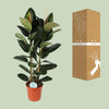 Gummibaum - Ficus Elastica Robusta - ↕ 110 cm - Ø 24 cm