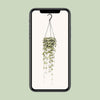 Leuchterblume – Ceropegia Woodii hängend – ↕ 50 cm – Ø 14 cm