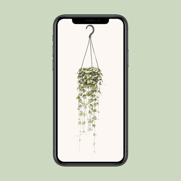 Leuchterblume – Ceropegia Woodii hängend – ↕ 50 cm – Ø 14 cm
