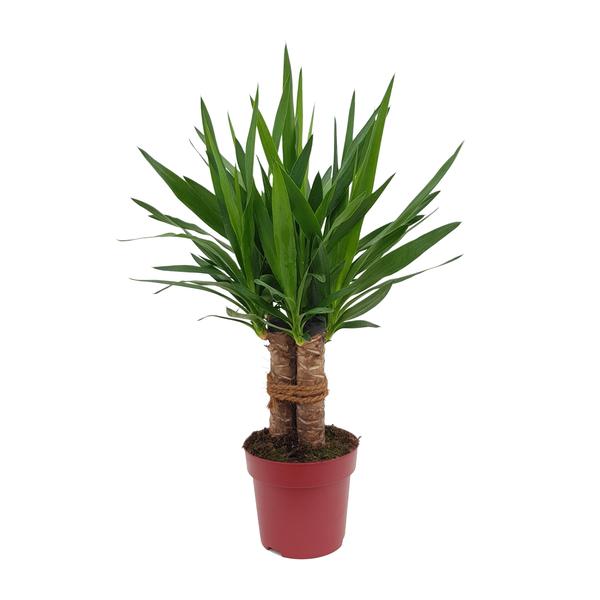 Riesen-Palmlilie – Yucca elephantipes