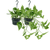2x Goldene Efeutute - Epipremnum Aureum - ↕ 25 cm - Ø 15 cm