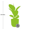 Gummibaum - Ficus Elastica Robusta - ↕ 59 cm - Ø 14 cm | ELHO Vibes Fold Übertopf rosa