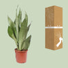 Sansevieria Moonshine - ↕ 60 cm - Ø 17 cm