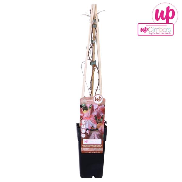 Wilder Wein – Parthenocissus Tricuspidata 'Veitch Boskoop' – ↕ 65 cm – Ø 15 cm