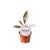 Philodendron – Pink Princess – ↕ 15 cm – Ø 6 cm