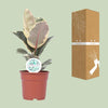 Gummibaum - Ficus Elastica Tineke - ↕ 50 cm - Ø 17 cm