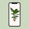 Strelitzia Nicolai - ↕ 90 cm - Ø 19 cm