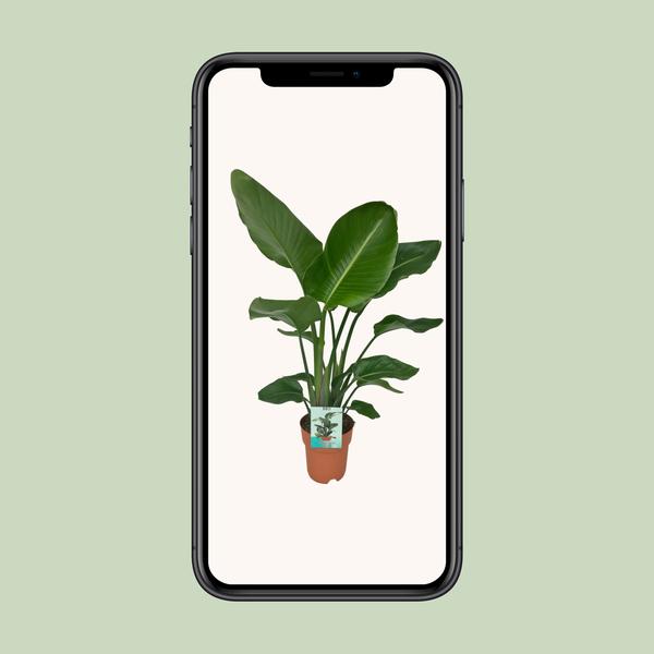 Strelitzia Nicolai - ↕ 90 cm - Ø 19 cm