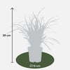 Japan-Segge – Carex morrowii Ice Dance – ↕ 30 cm – Ø 14 cm