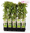 Schlingknöterich – Fallopia baldschuanica – ↕ 65 cm – Ø 15 cm
