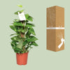 Efeutute - Epipremnum Pinnatum am Moosstab (Scindapsus) - ↕ 60 cm - Ø 15 cm