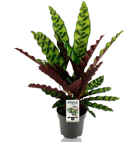Korbmarante - Calathea Lancifolia Insignis - ↕ 45 cm - Ø 14 cm