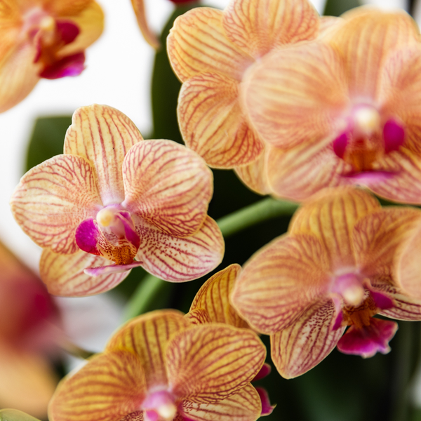 Nachtfalterorchidee - Phalaenopsis Orange - ↕ 40 cm - Ø 9 cm | Painted Stripe-Topf Orange