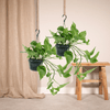 2x Goldene Efeutute - Epipremnum Aureum - ↕ 25 cm - Ø 15 cm