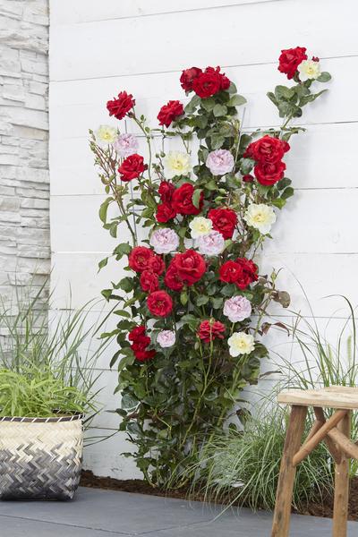 Rose - Rosa Crazy in Love Pink – ↕ 65 cm – Ø 15 cm