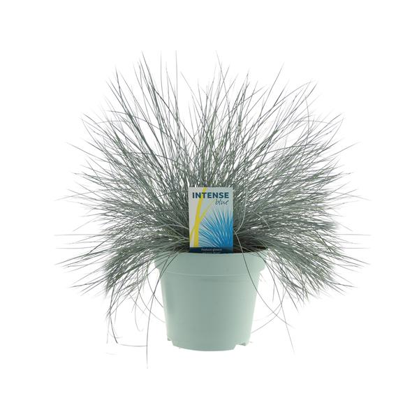 Schwingel – Festuca Glauca Intense Blue® – ↕ 35 cm – Ø 17 cm