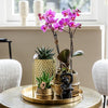 Nachtfalterorchidee - Phalaenopsis - ↕ 40 cm - Ø 9 cm | 3er-Set in lila mit Keramik-Ziertöpfen & Zubehör