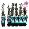 Efeu – Hedera helix – ↕ 65 cm – Ø 15 cm