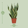 Bogenhanf - Sansevieria Trifasciata Futura Superba - ↕ 40 cm - Ø 12 cm