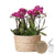 Pflanzenset lila – 3x Nachtfalterorchidee Morelia 9 cm & 3x Rhipsalis – inkl. Schilfkorb mit Wassertank – Dschungelstrauß Lila