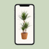 Drachenbaum - Dracaena Marginata - ↕ 95 cm - Ø 21 cm | inkl. Topf Natur