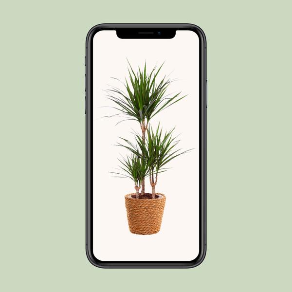 Drachenbaum - Dracaena Marginata - ↕ 95 cm - Ø 21 cm | inkl. Topf Natur