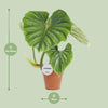 Philodendron Plowmanii - ↕ 50 cm - Ø 15 cm