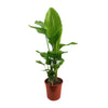 Strelitzia Nicolai - ↕ 130 cm - Ø 27 cm