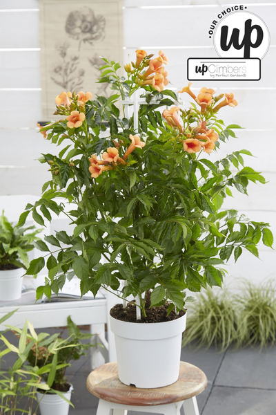 Trompetenblume – Campsis Indian Summer – ↕ 65 cm – Ø 15 cm