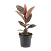 Gummibaum - Ficus Elastica Belize - ↕ 55 cm - Ø 17 cm