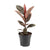 Gummibaum - Ficus Elastica Belize - ↕ 55 cm - Ø 17 cm