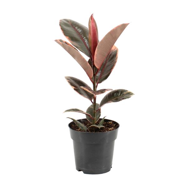 Gummibaum - Ficus Elastica Belize - ↕ 55 cm - Ø 17 cm