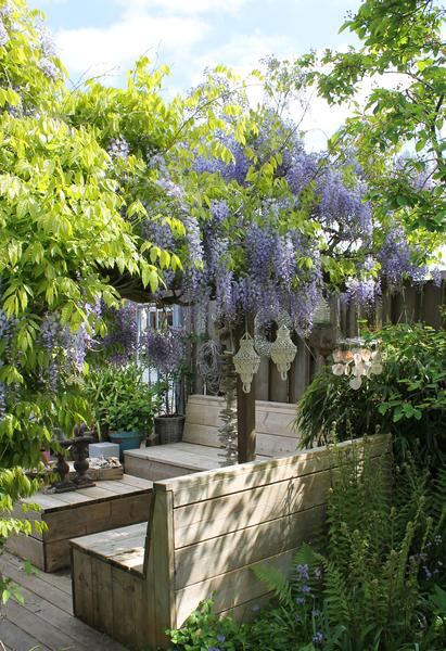 2x Glyzinie – Wisteria sinensis 'Caroline' – ↕ 65 cm – Ø 15 cm