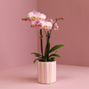 Nachtfalterorchideerosa – Phalaenopsis Orchidee – Portugal – ↕ ca. 35–45 cm – Ø 9 cm | Painted Stripe-Topf Rosa