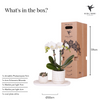 Nachtfalterorchidee - Phalaenopsis - ↕ ca. 35 cm - Ø 9 cm | 2er-Set Slow Living Small auf weißem organischen Tablett