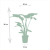 Monstera Deliciosa - ↕ 75 cm - Ø 21 cm + Alocasia Zebrina - ↕ 75 cm - Ø 19 cm + Strelitzia Nicolai - ↕ 85 cm - Ø 19 cm