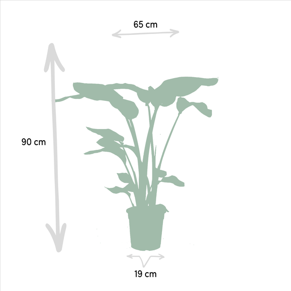 Monstera Deliciosa - ↕ 75 cm - Ø 21 cm + Alocasia Zebrina - ↕ 75 cm - Ø 19 cm + Strelitzia Nicolai - ↕ 85 cm - Ø 19 cm