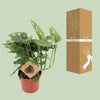 Fensterblatt - Monstera Monkey - ↕ 30 cm - Ø 12 cm