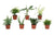 Überraschungsset Grüner Mix - 7 Pflanzen - ↕ 23 cm - Ø 9 cm