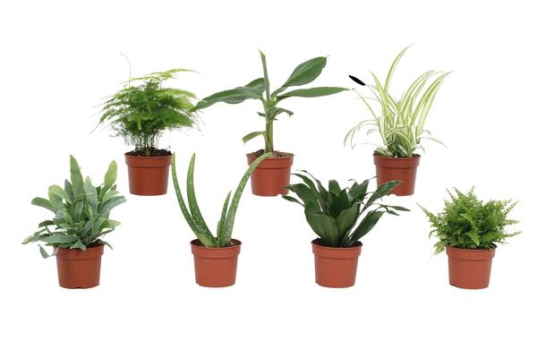 Überraschungsset Grüner Mix - 7 Pflanzen - ↕ 23 cm - Ø 9 cm