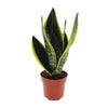 Bogenhanf ‚Futura Superba' – Sansevieria trifasciata