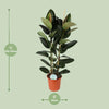 Gummibaum - Ficus Elastica Robusta - ↕ 110 cm - Ø 24 cm