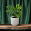 Fensterblatt - Monstera Monkey Leaf (Lochpflanze) - ↕ 30 cm - Ø 12 cm