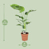 Strelitzia Nicolai - ↕ 90 cm - Ø 21 cm