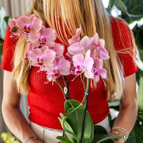 Nachtfalterorchidee - 2x Phalaenopsis rosa - KOMBI ANGEBOT - Ø 12 cm