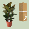 Gummibaum - Ficus Elastica Robusta - ↕ 80 cm - Ø 27 cm