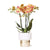 Nachtfalterorchidee weiß – Phalaenopsis Orchidee – Jamaica – ↕ ca. 35–45 cm – Ø 9 cm | Lush-Topf