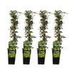 4x Efeu – Hedera helix – ↕ 65 cm – Ø 15 cm