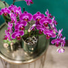 Nachtfalterorchidee lila – Phalaenopsis Orchidee – Morelia – ↕ ca. 35–45 cm – Ø 9 cm | Classy-Topf Grün