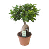 Ginseng-Feige - Ficus Ginseng - ↕ 40 cm - Ø 17 cm